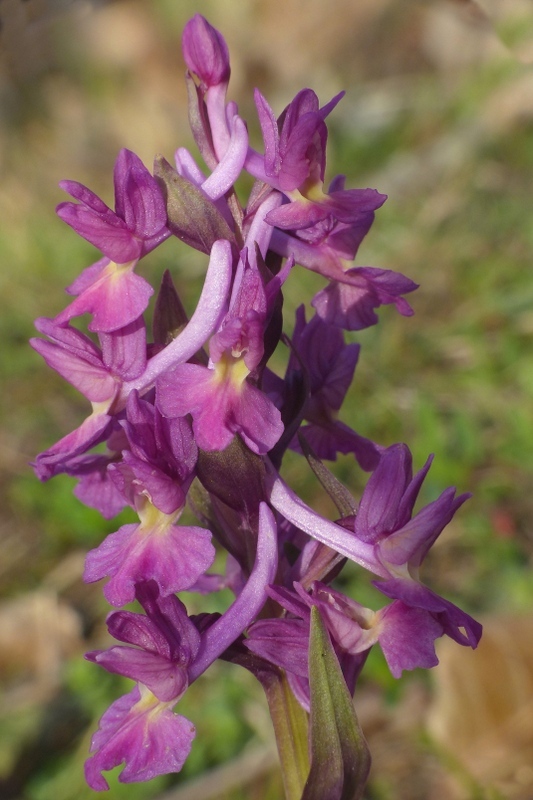 Dactylorhiza romana e prime fioriture tra Lazio e Campania - marzo 2023.